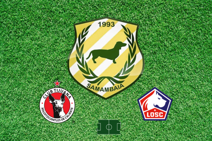 Samambaia Tijuana Lille
